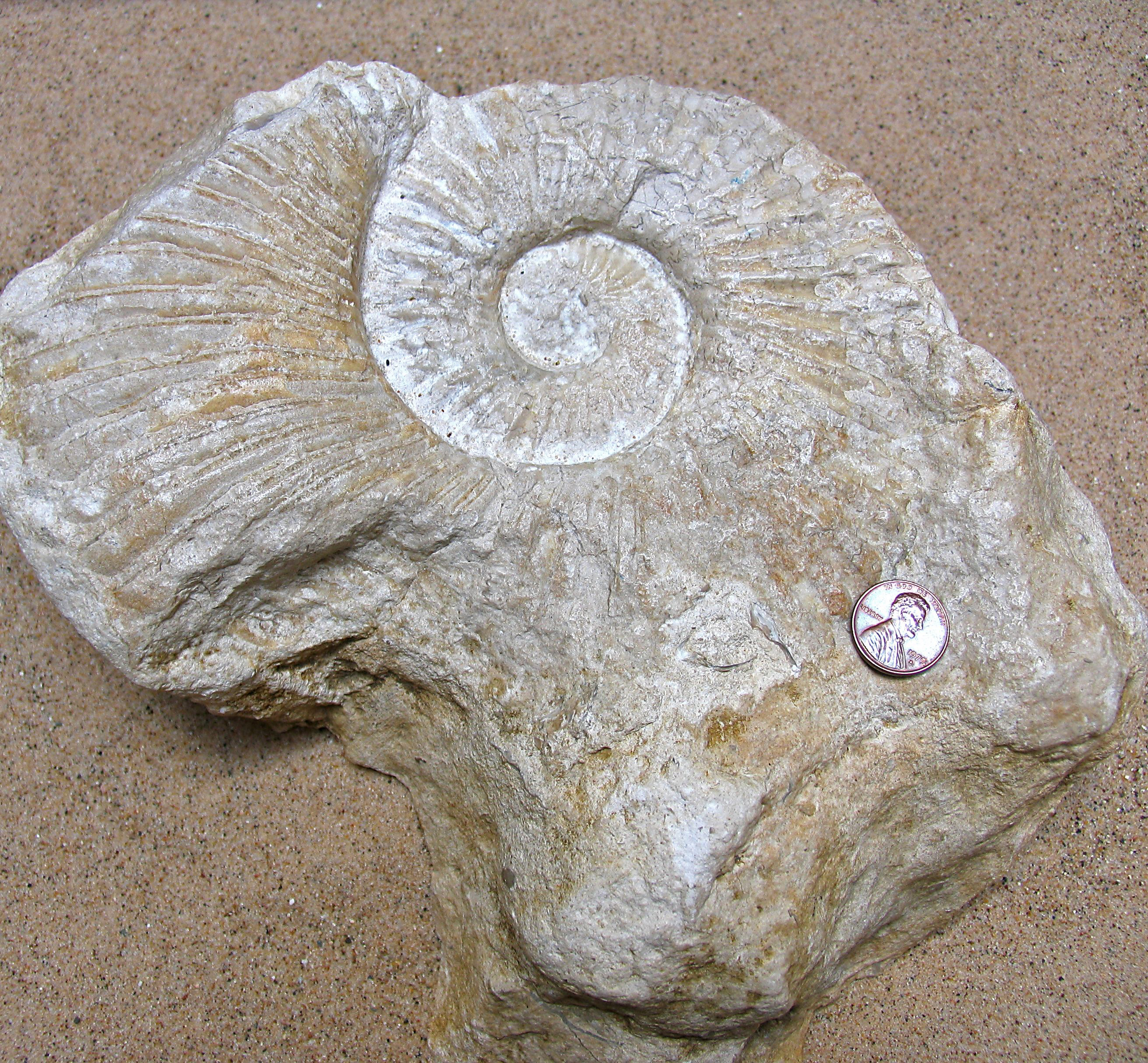 Ammonite Dufrenoy