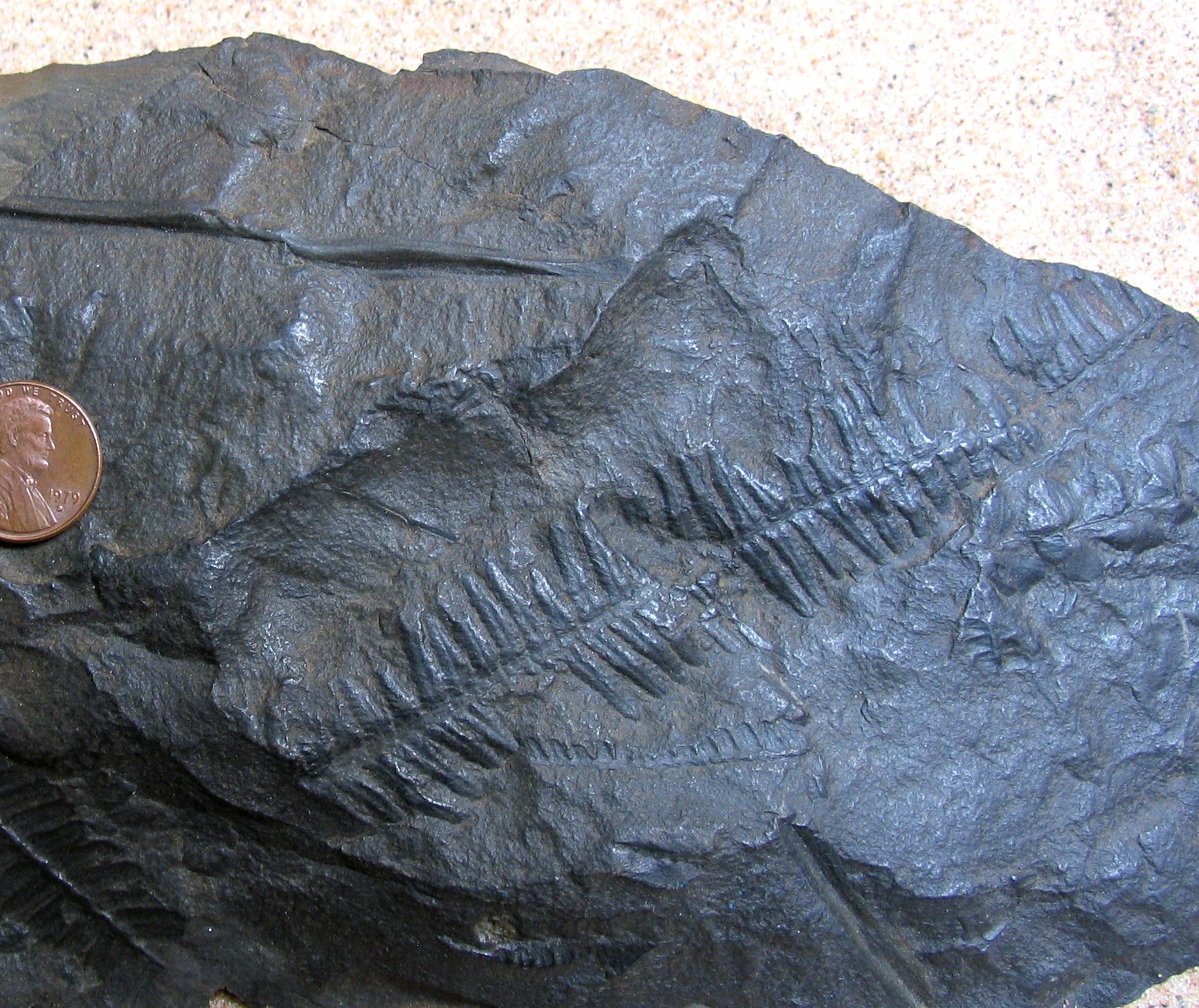 fossils-0461.jpg