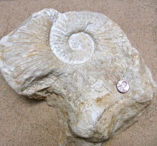 Dufrenoy, justinae (ammonite)