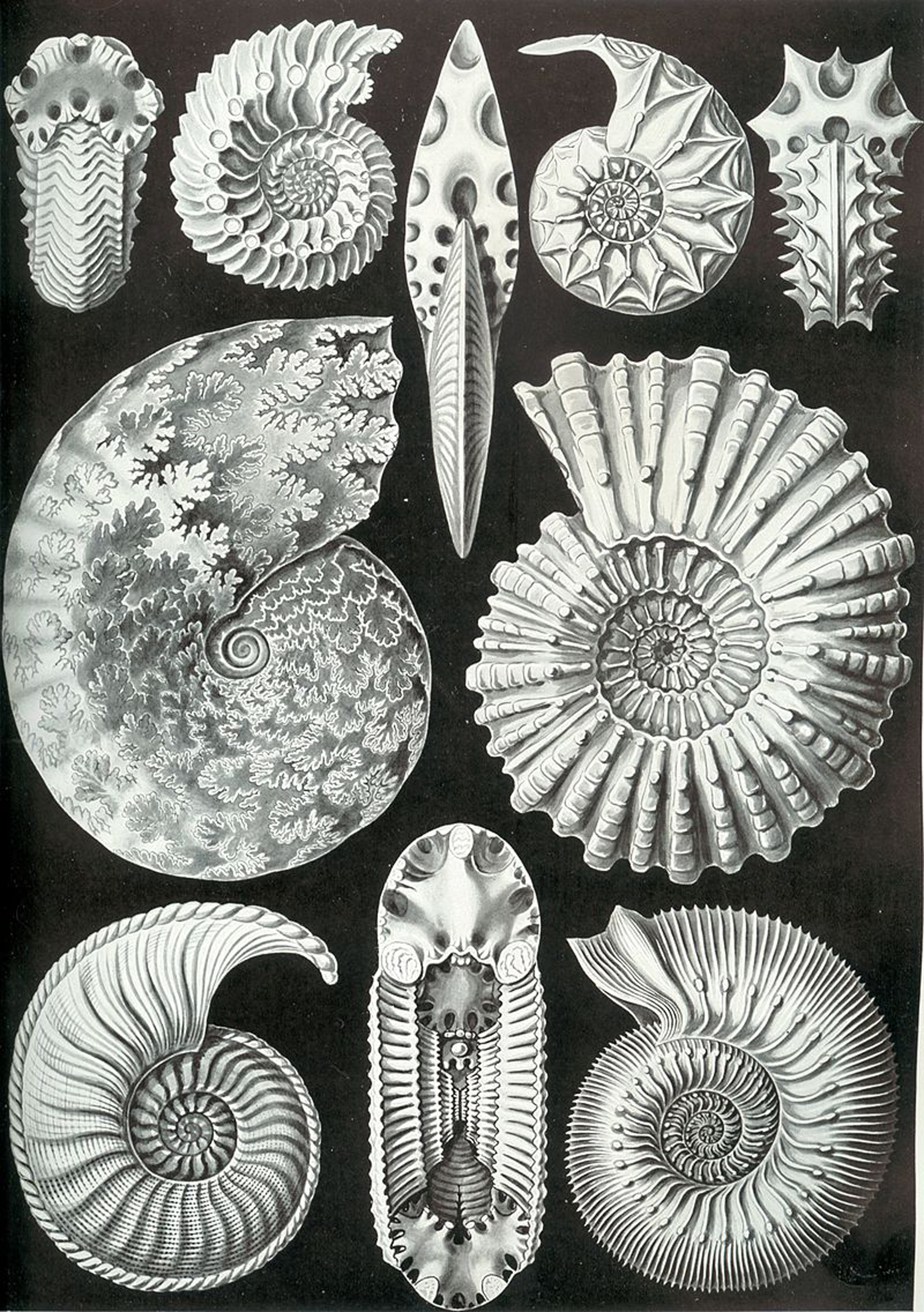 Haeckel_Ammonitida