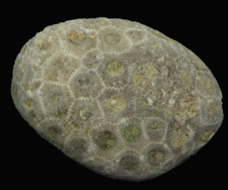 Details of Petoskey Stone Corallites